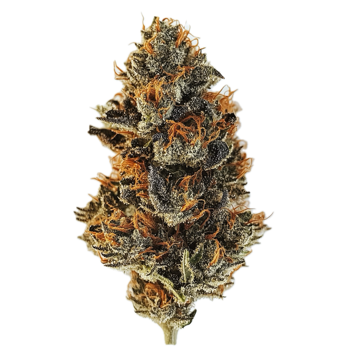 420 Evolution 22/1 MAC "MAC 1"