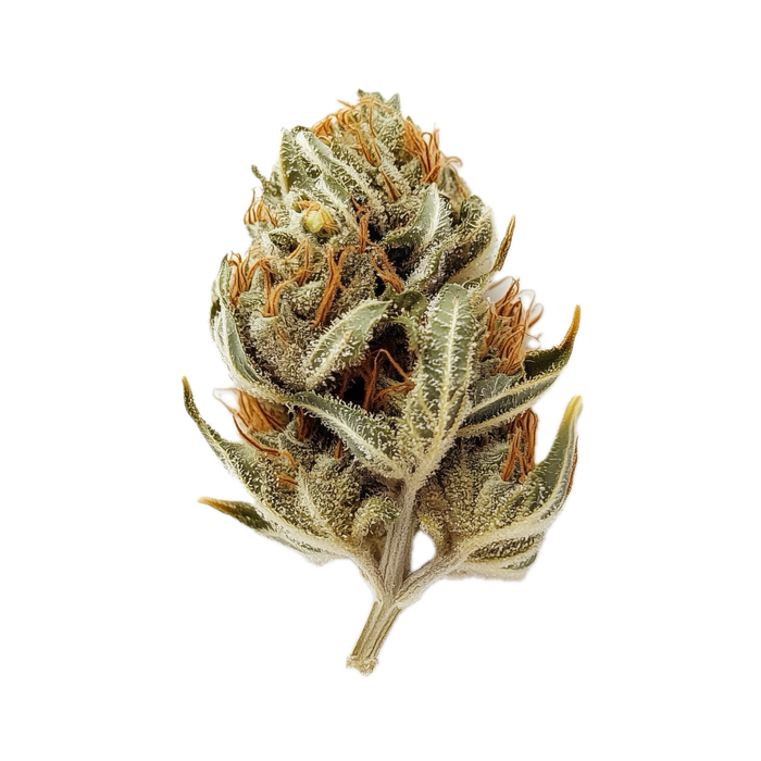420 Evolution 25/1 CA CAP "Cap Junky"
