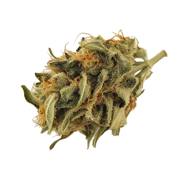 420 Evolution 33/1 PCH "Peach Chementine"