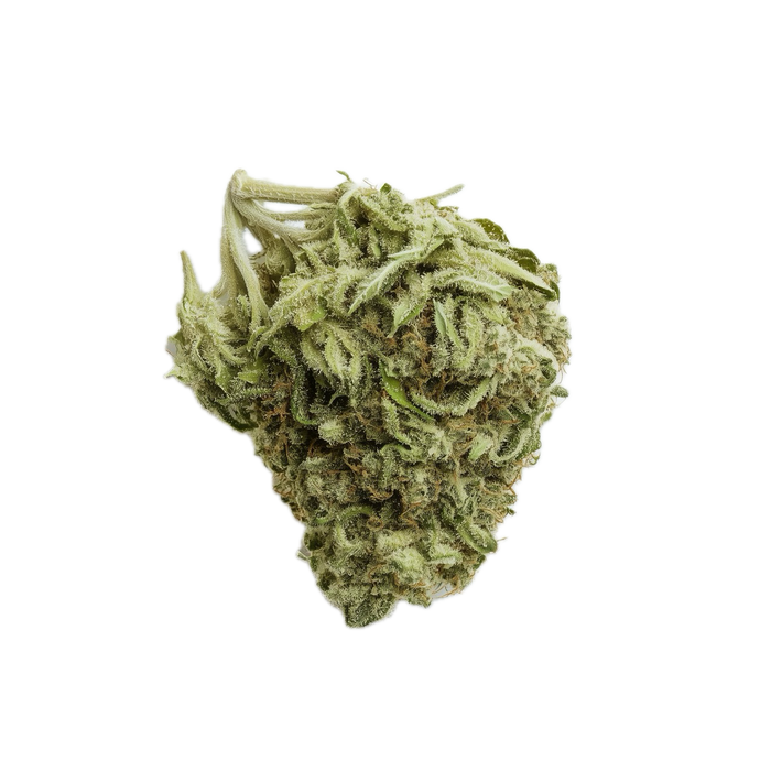 Barongo 28/1 DR "El Jefe"