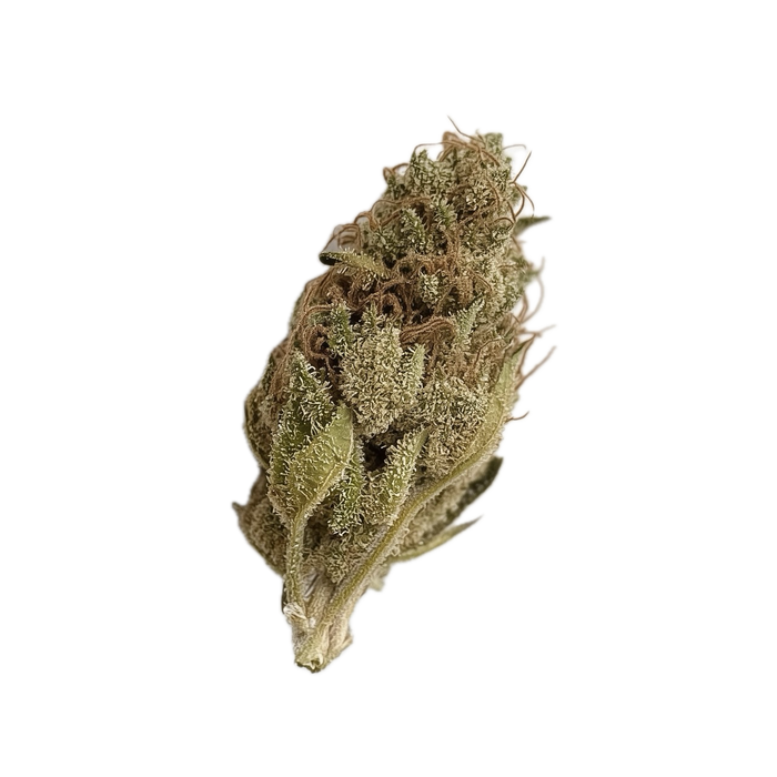 Bathera 28/1 BZ "Blue Z"