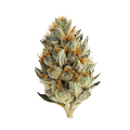 Bedrocan 22/1