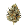 Cannamedical Hybrid Forte 24/1 "Citral Pop"