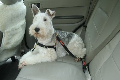 Car Straps