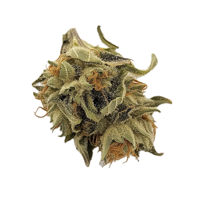 DEMECAN MC Regular Drop 25/1 "GMO x Jet Fuel Gelato"