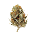 Huala 22/1 WTR "Waffle Truffle"