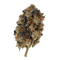 Huala 25/1 CIN "Cinderella Kush"