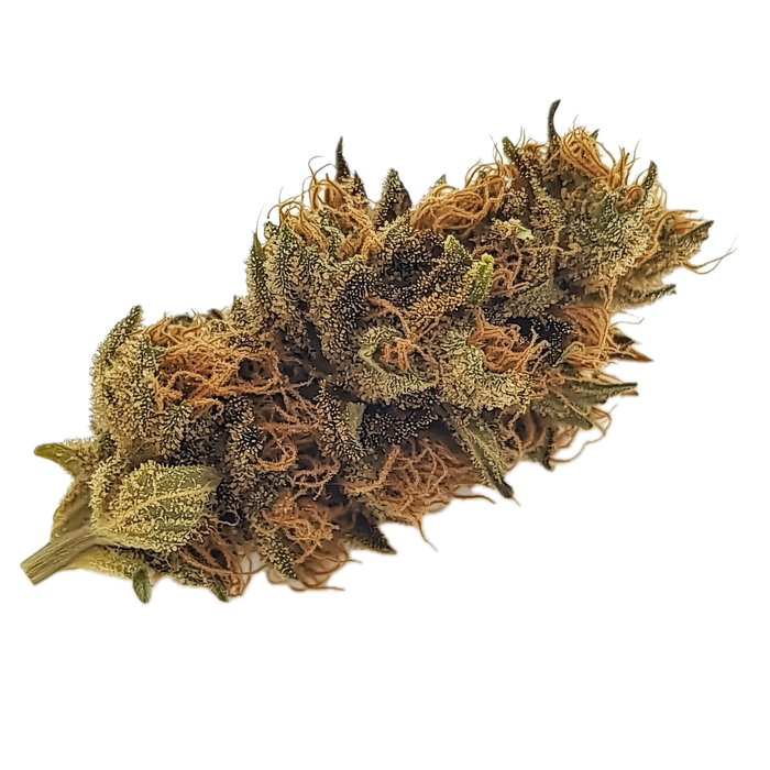 Luana 28/1 Pine "Solpina Magic"