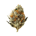 Pedanios 10/13 MBE-CA "Moon Berry"