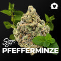 Siggis PMNZ 28/1 "Siggis Pfefferminze"