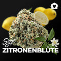 Siggis ZBLT 28/1 "Zitronenblüte"