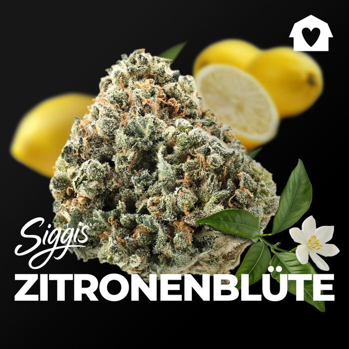 Siggis ZBLT 28/1 "Zitronenblüte"