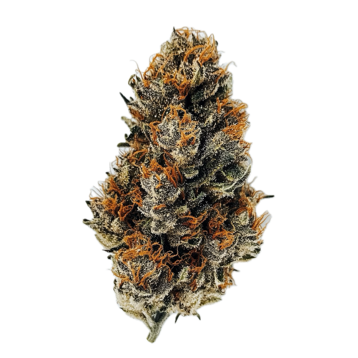 Social Choice 24/1 SEN GTH "Ghost Train Haze"