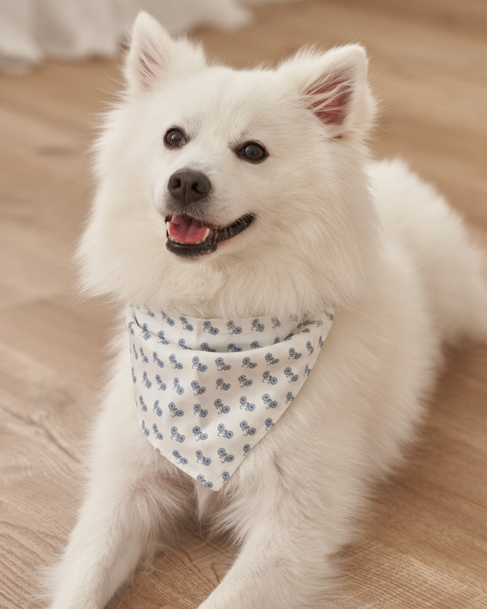 A fluffy white dog with small ears wears the Petite Plume Par Avion Dog Bandana featuring a blue floral pattern. The happy pup lies on a light wooden floor, looking up with its mouth open, showcasing the perfect blend of style and comfort in dog accessories.