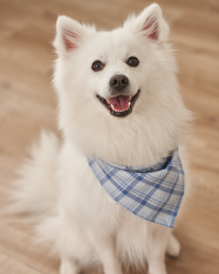 A fluffy white dog with pointy ears sits on a wooden floor, donning a charming Dog Twill Bandana in Seafarer Tartan from Petite Plume. With an open mouth and cheerful expression, the pup looks directly at the camera, adding warmth to the scene.