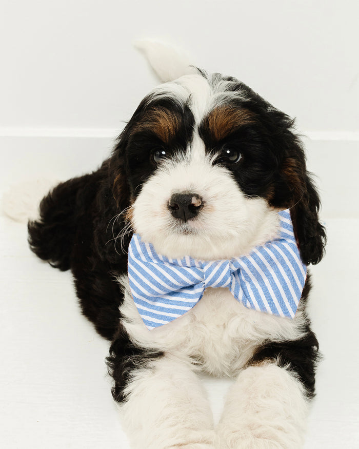 A fluffy puppy with black, white, and brown fur and big eyes is lying on a white surface, wearing a stylish Dog Twill Bow Tie in Bateau by Petite Plume.