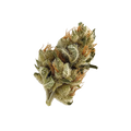 ZOIKS 22/1 SF “Sour Flare”